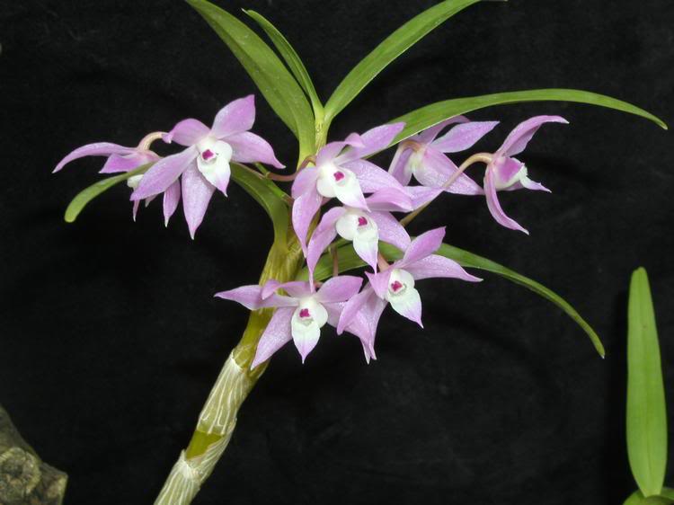 Dendrobium hercoglossum